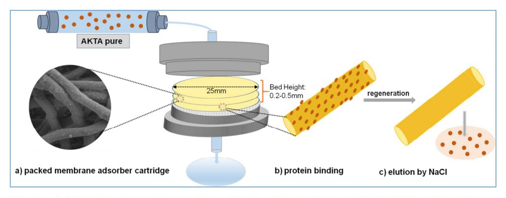 Cellulose-graft-polyethyleneamidoamine Anion-Exchange Nanofiber Membranes for Simultaneous Protein Adsorption and Virus Filtration