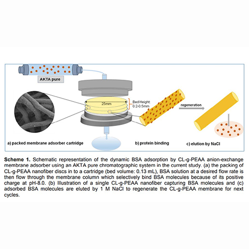 Cellulose-graft-polyethyleneamidoamine Anion-Exchange Nanofiber Membranes for Simultaneous Protein Adsorption and Virus Filtration